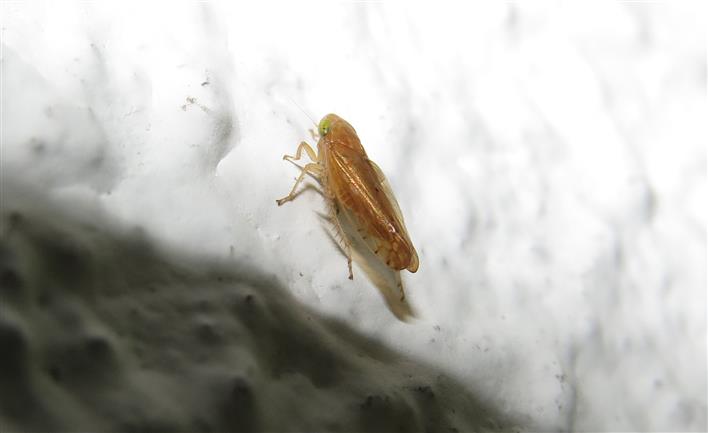 Cicadellidae ID